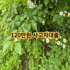 120만원 직장인대출 급전 당일 소액 일수 월변